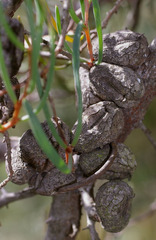 Hakea megadenia