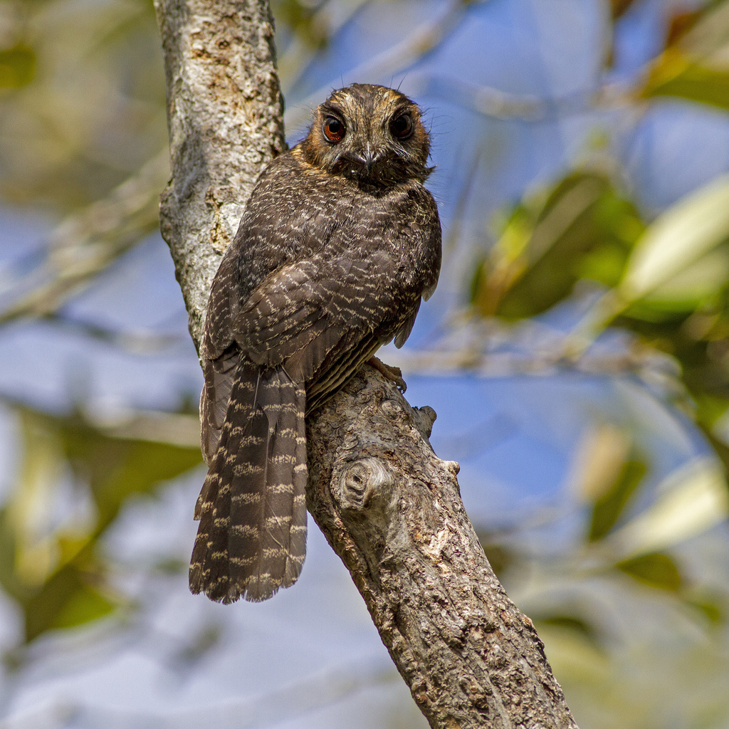 Australian Owlet-nightjar
