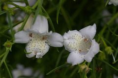 Eremophila polyclada