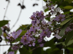 Lagerstroemia speciosa