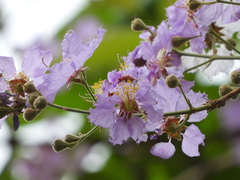 Lagerstroemia speciosa
