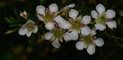 Leptospermum arachnoides