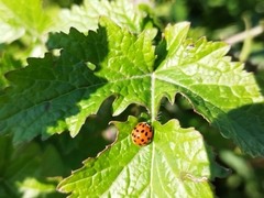 Harmonia axyridis