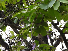 Lagerstroemia speciosa