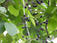 Lagerstroemia speciosa