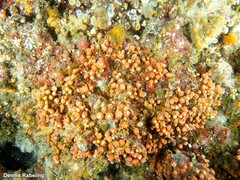 Polycyathus muellerae