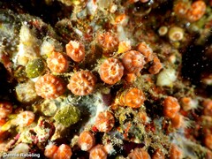 Polycyathus muellerae