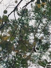 Ailanthus triphysa