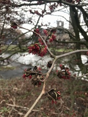Parrotia persica