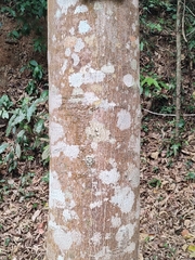 Ailanthus triphysa