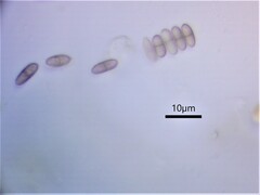 Chaenothecopsis debilis