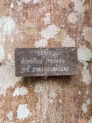 Ailanthus triphysa