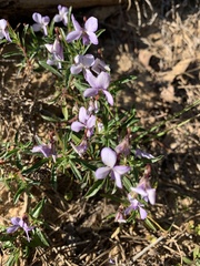 Viola arborescens