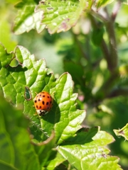 Harmonia axyridis