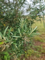 Buddleja saligna
