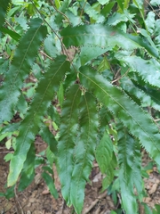 Lygodium salicifolium