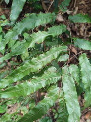 Lygodium salicifolium