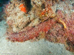 Holothuria mammata