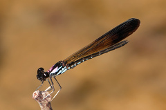 Heliocypha biseriata