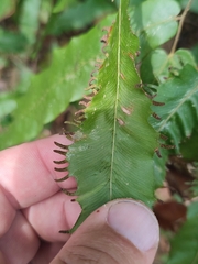 Lygodium salicifolium