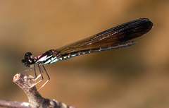 Heliocypha biseriata