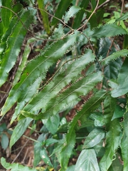 Lygodium salicifolium