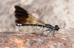 Rhinocypha cucullata