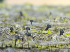Chaenothecopsis debilis