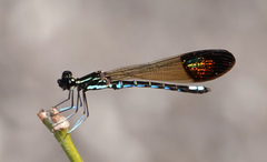 Rhinocypha cucullata
