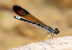 Rhinocypha cucullata