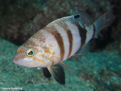 Serranus hepatus