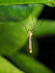 Nephrotoma australasiae