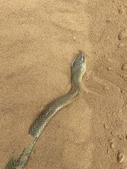 Psammophis mossambicus