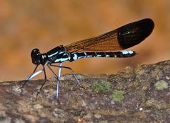 Rhinocypha cucullata