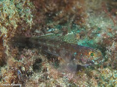 Gobius gasteveni