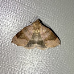 Bastilla hamatilis