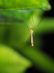 Nephrotoma australasiae