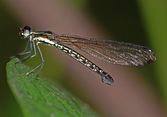 Rhinocypha cucullata