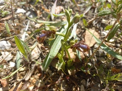 Ophrys speculum