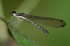 Rhinocypha cucullata