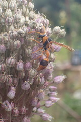 Delta bicinctum