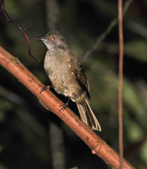 Rubigula erythropthalmos