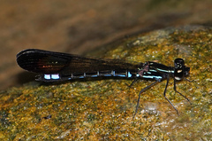 Rhinocypha cucullata