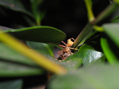 Sidymella trapezia