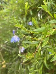 Billardiera heterophylla