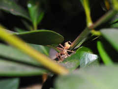 Sidymella trapezia