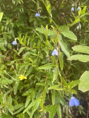 Billardiera heterophylla