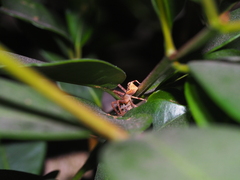 Sidymella trapezia