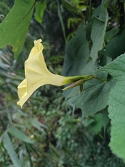 Camonea vitifolia
