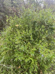 Billardiera heterophylla